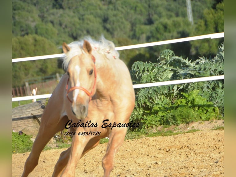 PRE Mix Stallion 3 years 15,1 hh Palomino in Vejer de la Frontera