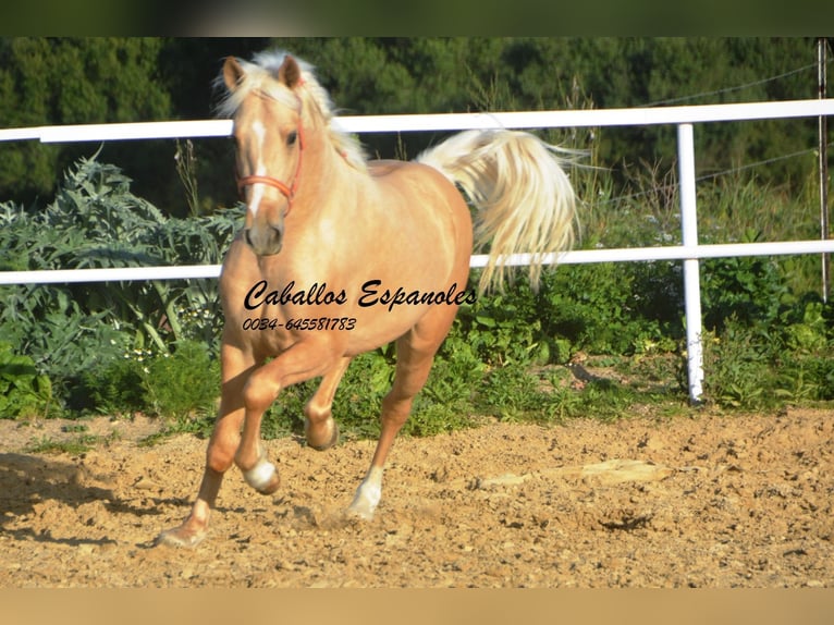 PRE Mix Stallion 3 years 15,1 hh Palomino in Vejer de la Frontera