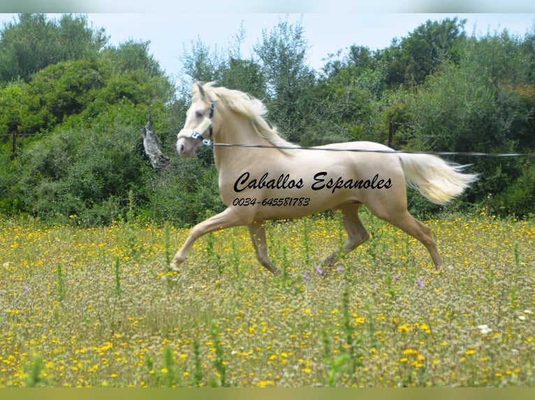 PRE Mix Stallion 3 years 15,1 hh Palomino in Vejer de la Frontera