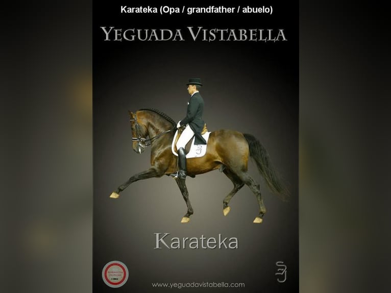 PRE Stallion 3 years 15,1 hh Pearl in Provinz Cordoba