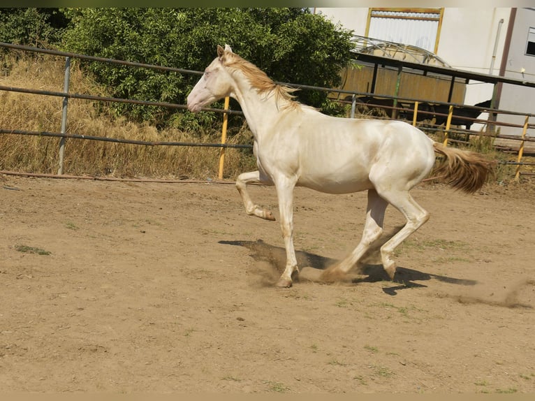 PRE Mix Stallion 3 years 15,1 hh Perlino in Galaroza