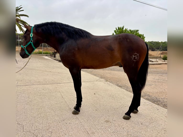 PRE Mix Stallion 3 years 15,2 hh Bay-Dark in Hamburg