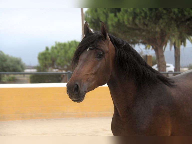 PRE Mix Stallion 3 years 15,2 hh Bay-Dark in Hamburg