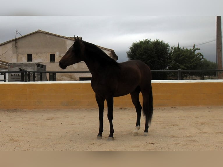 PRE Mix Stallion 3 years 15,2 hh Bay-Dark in Hamburg