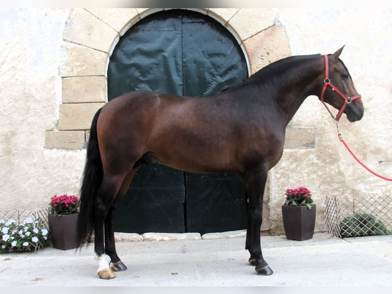 PRE Mix Stallion 3 years 15,2 hh Bay-Dark in Hamburg