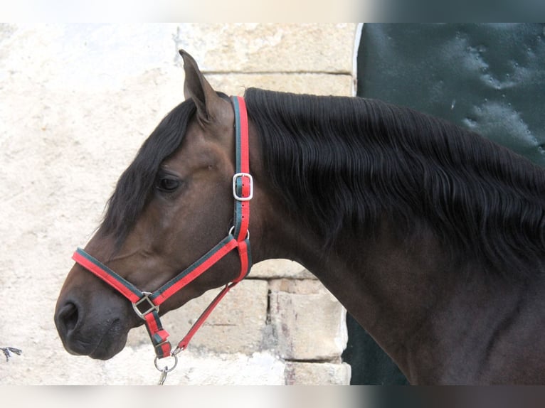 PRE Mix Stallion 3 years 15,2 hh Bay-Dark in Hamburg