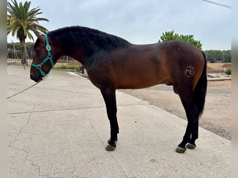 PRE Mix Stallion 3 years 15,2 hh Bay-Dark in Hamburg