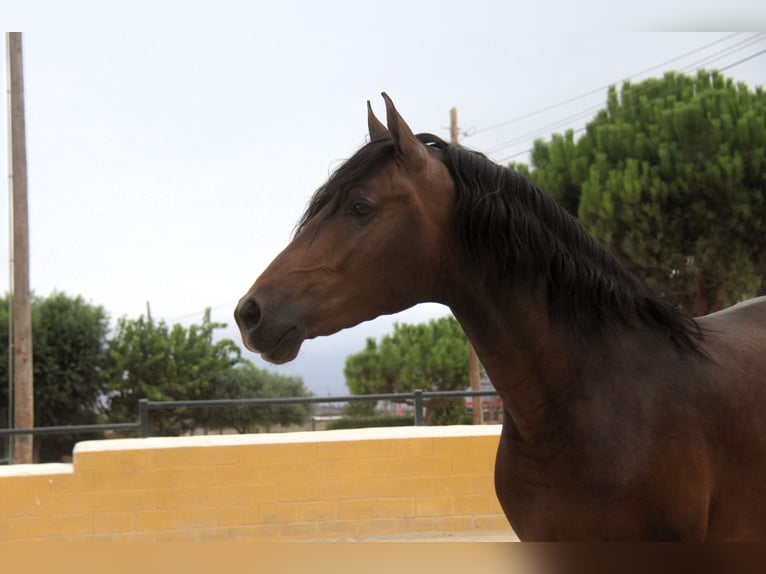 PRE Mix Stallion 3 years 15,2 hh Bay-Dark in Hamburg
