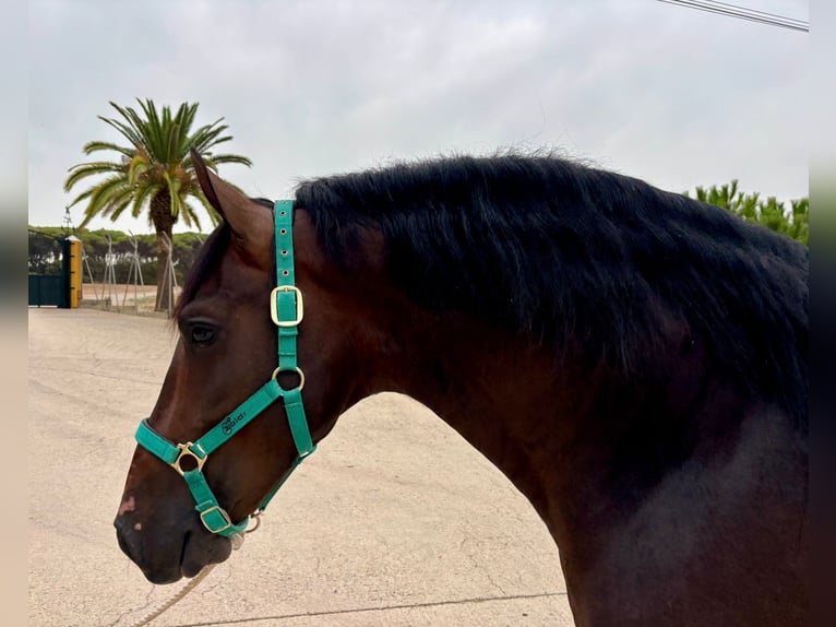 PRE Mix Stallion 3 years 15,2 hh Bay-Dark in Hamburg