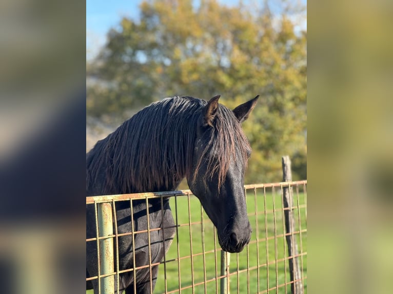 PRE Stallion 3 years 15,2 hh Black in Bilbao