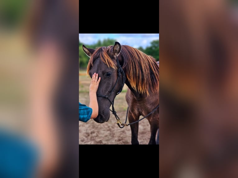 PRE Mix Stallion 3 years 15,2 hh Black in Thyrow