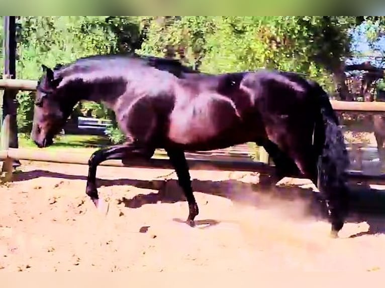 PRE Mix Stallion 3 years 15,2 hh Black in Sanlucar
