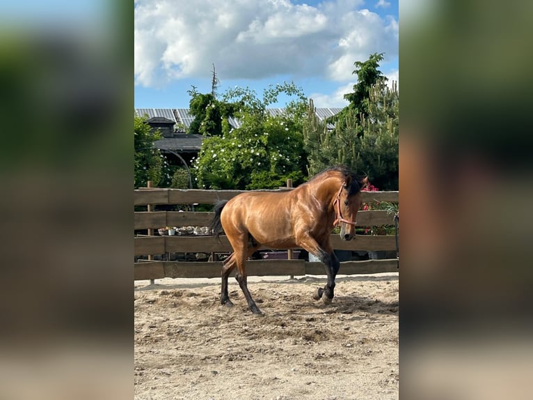 PRE Mix Stallion 3 years 15,2 hh Brown in Polenz