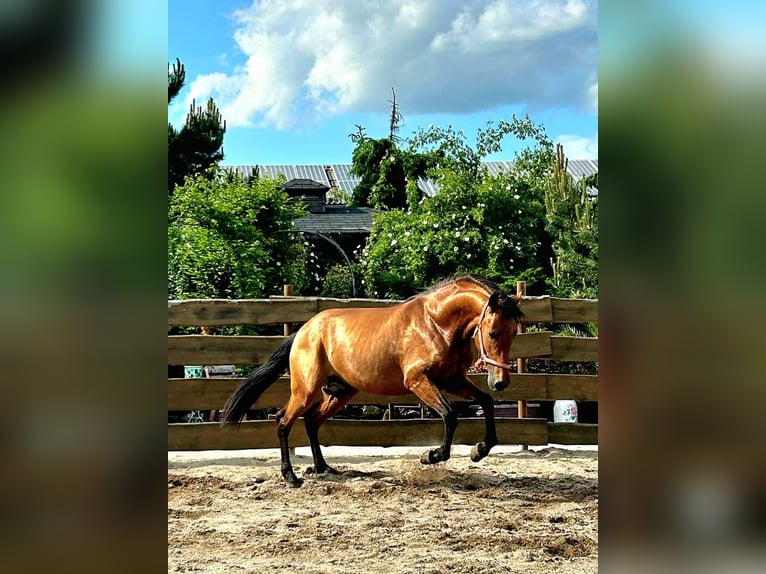 PRE Mix Stallion 3 years 15,2 hh Brown in Polenz