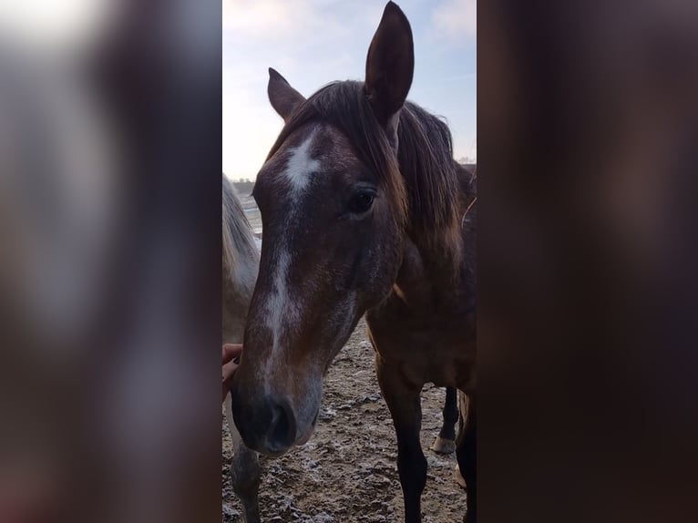 PRE Mix Stallion 3 years 15,2 hh Brown Falb mold in Gefrees