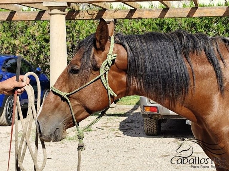 PRE Mix Stallion 3 years 15,2 hh Brown in Palma de Mallorca