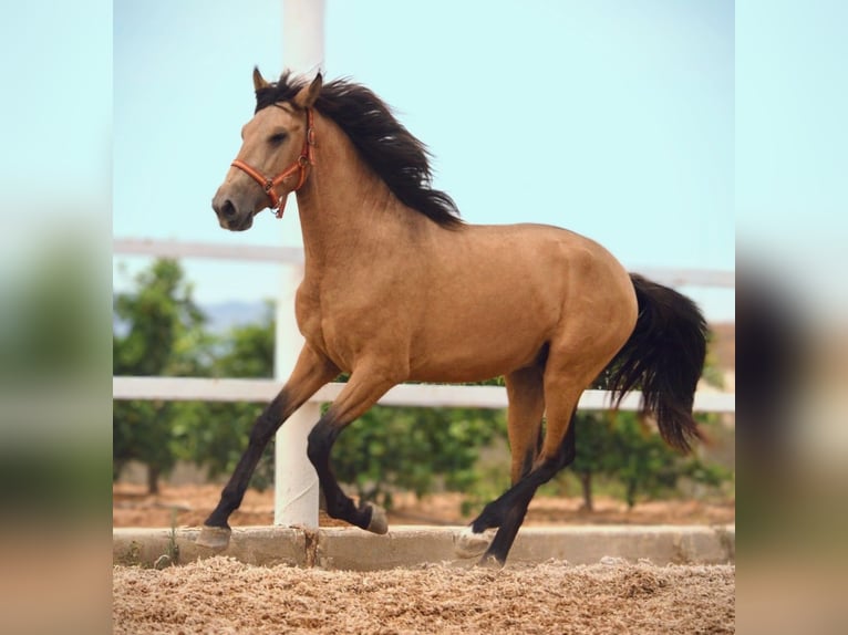 PRE Mix Stallion 3 years 15,2 hh Buckskin in Valencia