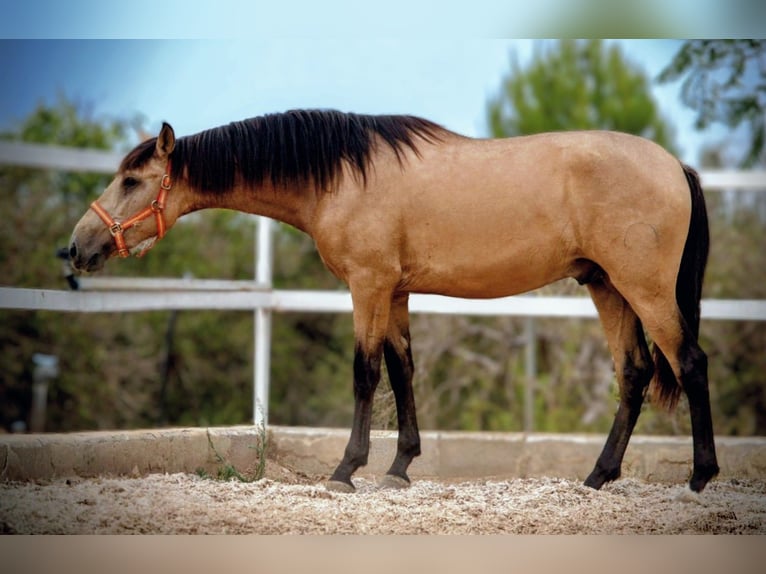 PRE Mix Stallion 3 years 15,2 hh Buckskin in Valencia