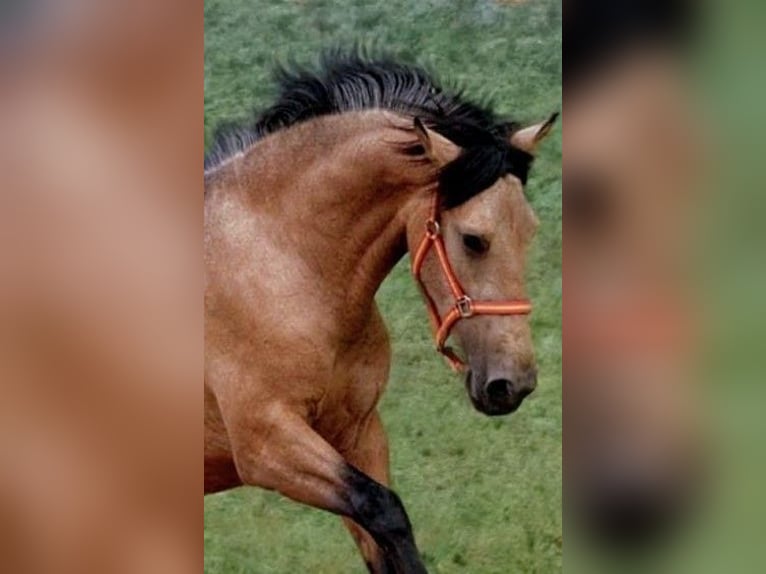PRE Mix Stallion 3 years 15,2 hh Buckskin in Valencia