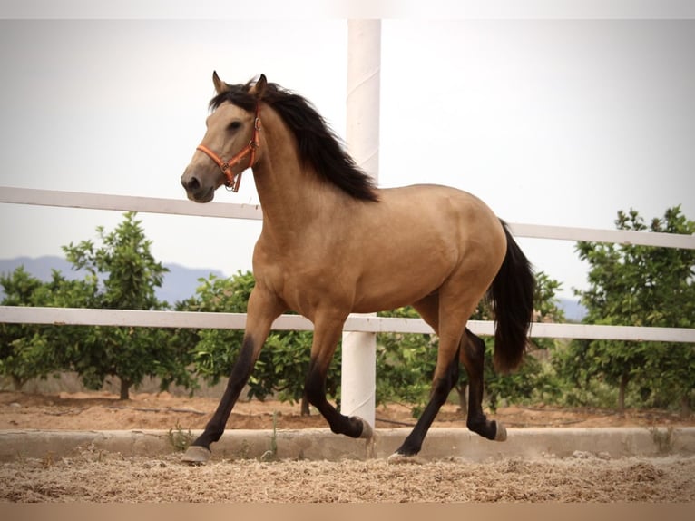 PRE Stallion 3 years 15,2 hh Buckskin in Valencia