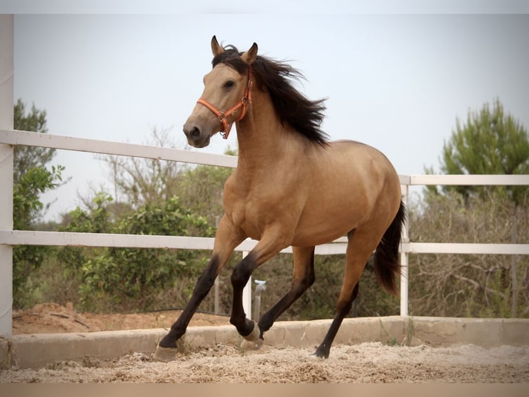 PRE Stallion 3 years 15,2 hh Buckskin in Valencia