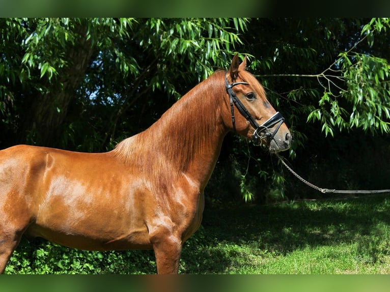 PRE Mix Stallion 3 years 15,2 hh Chestnut in Prague