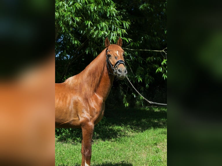 PRE Mix Stallion 3 years 15,2 hh Chestnut in Prague