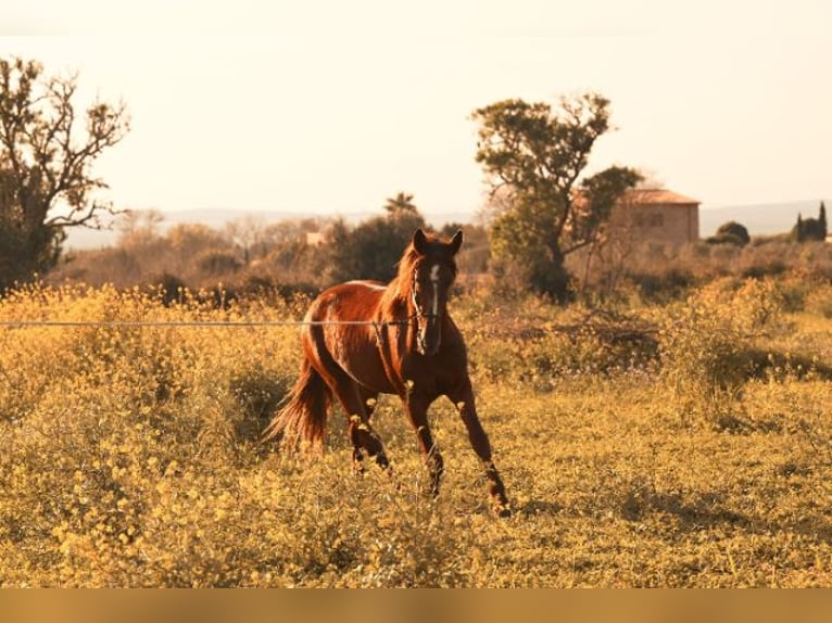 PRE Stallion 3 years 15,2 hh Chestnut-Red in Felanitx