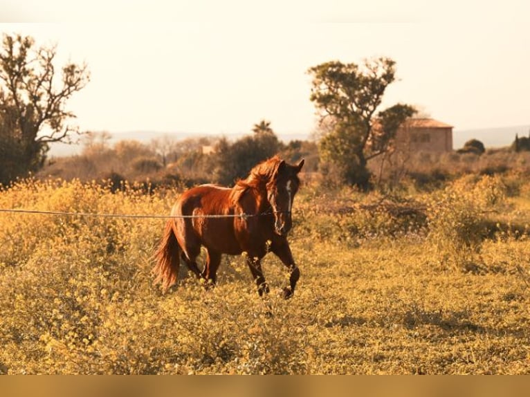 PRE Stallion 3 years 15,2 hh Chestnut-Red in Felanitx