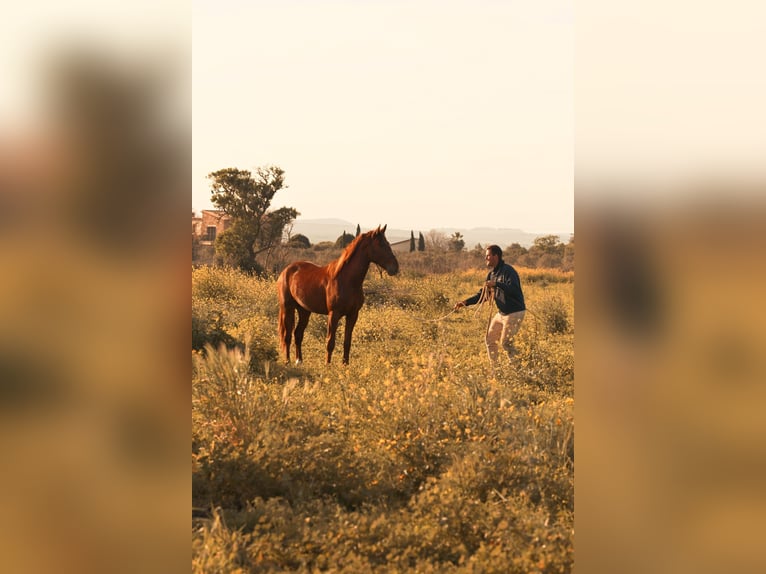 PRE Stallion 3 years 15,2 hh Chestnut-Red in Felanitx