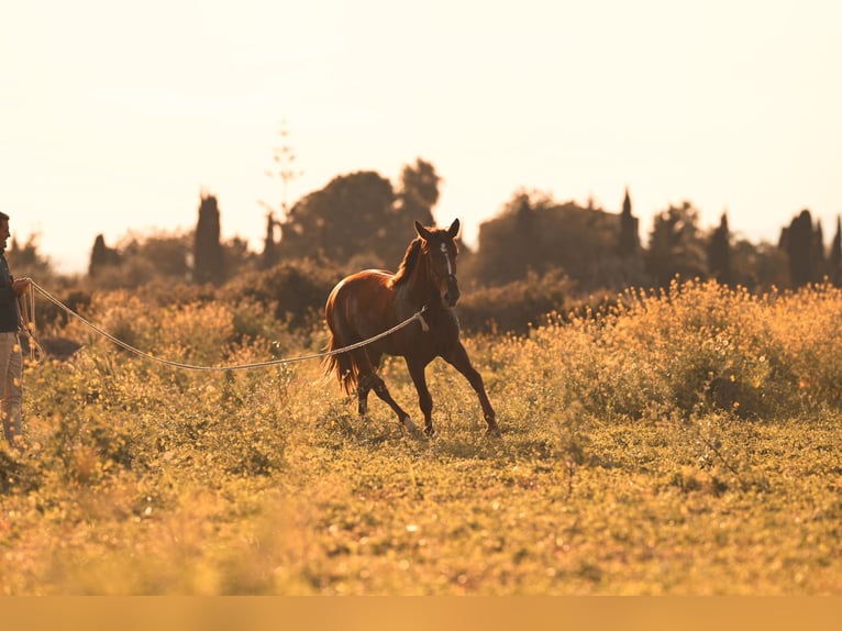 PRE Stallion 3 years 15,2 hh Chestnut-Red in Felanitx
