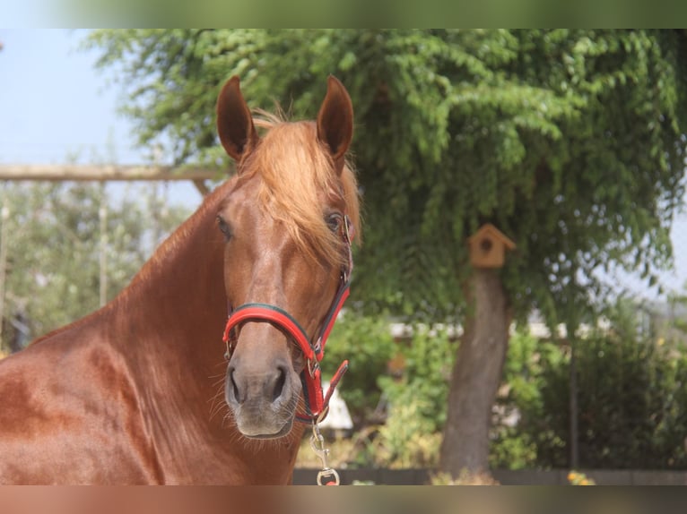 PRE Mix Stallion 3 years 15,2 hh Chestnut-Red in Hamburg
