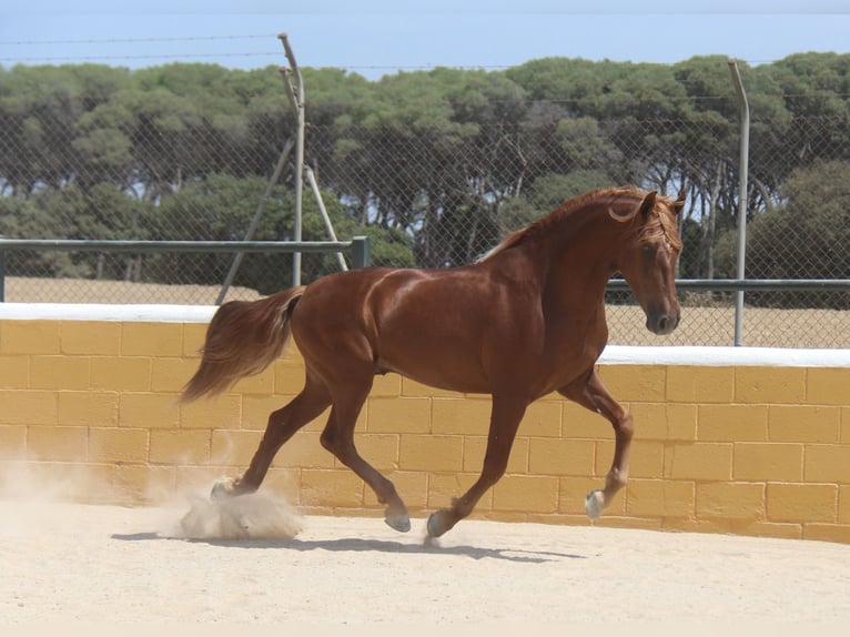 PRE Mix Stallion 3 years 15,2 hh Chestnut-Red in Hamburg