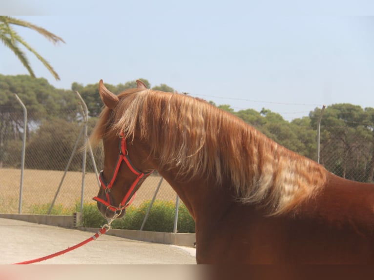 PRE Mix Stallion 3 years 15,2 hh Chestnut-Red in Hamburg