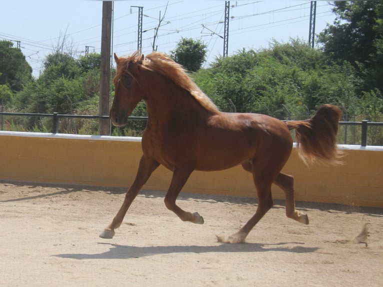PRE Mix Stallion 3 years 15,2 hh Chestnut-Red in Hamburg