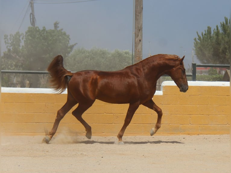 PRE Mix Stallion 3 years 15,2 hh Chestnut-Red in Hamburg