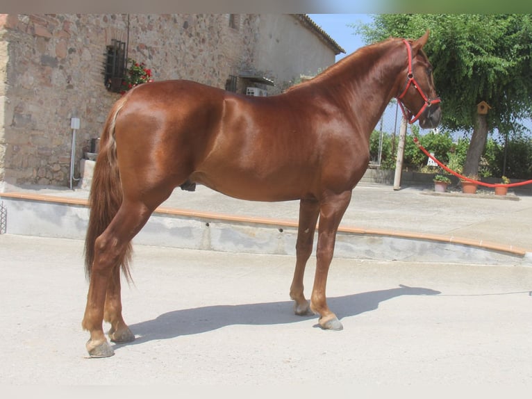 PRE Mix Stallion 3 years 15,2 hh Chestnut-Red in Hamburg