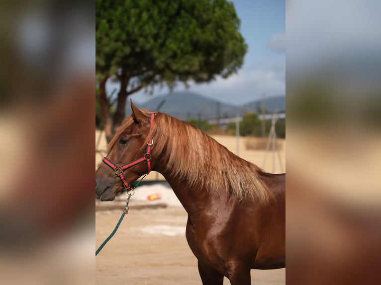 PRE Mix Stallion 3 years 15,2 hh Chestnut-Red in Hamburg