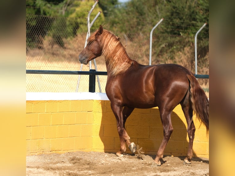 PRE Mix Stallion 3 years 15,2 hh Chestnut-Red in Hamburg