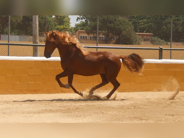 PRE Mix Stallion 3 years 15,2 hh Chestnut-Red in Hamburg