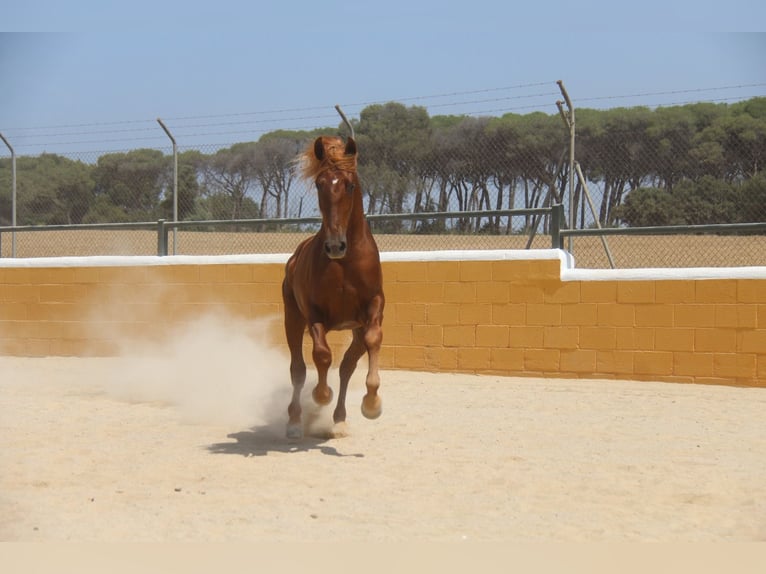PRE Mix Stallion 3 years 15,2 hh Chestnut-Red in Hamburg