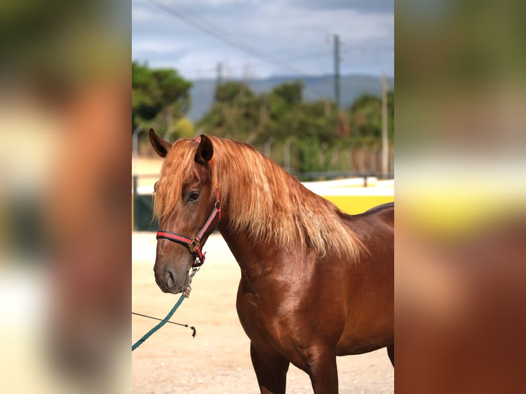 PRE Mix Stallion 3 years 15,2 hh Chestnut-Red in Hamburg