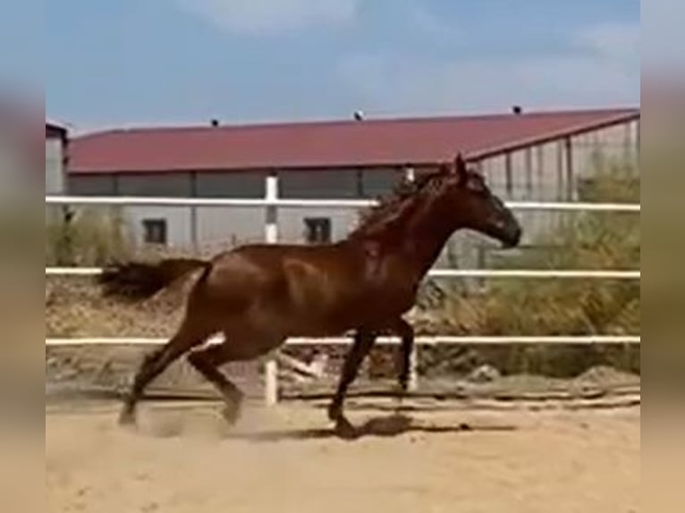 PRE Stallion 3 years 15,2 hh Chestnut-Red in Navalvillar De Pela