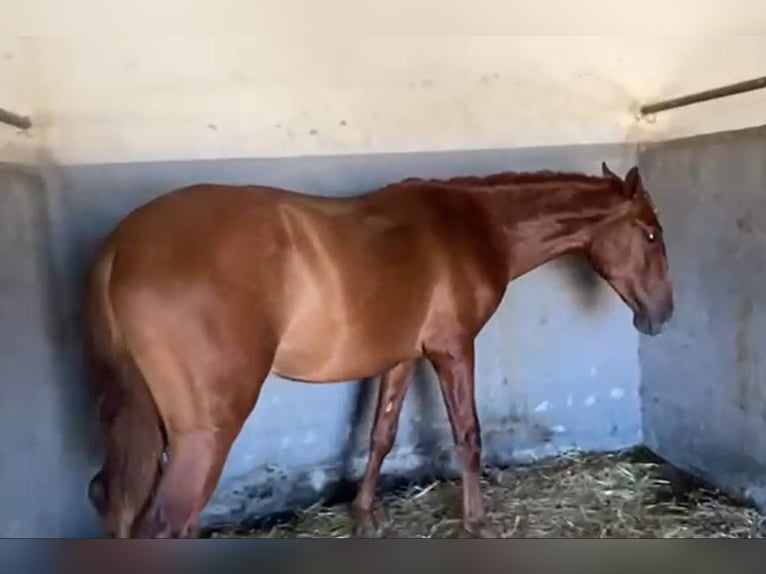 PRE Stallion 3 years 15,2 hh Chestnut-Red in Navalvillar De Pela