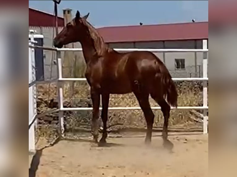 PRE Stallion 3 years 15,2 hh Chestnut-Red in Navalvillar De Pela