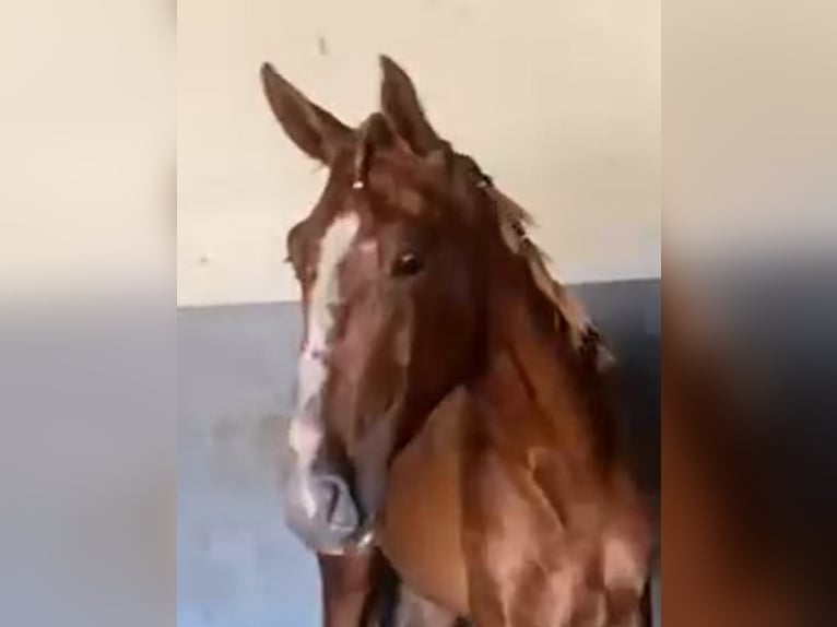 PRE Stallion 3 years 15,2 hh Chestnut-Red in Navalvillar De Pela