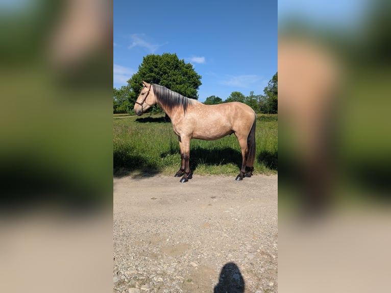PRE Stallion 3 years 15,2 hh Dun in CAUMONT