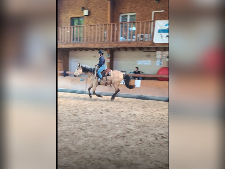 PRE Mix Stallion 3 years 15,2 hh Dun in CAUMONT PRE Mix Stallion 3 years 15,2 hh Dun in CAUMONT