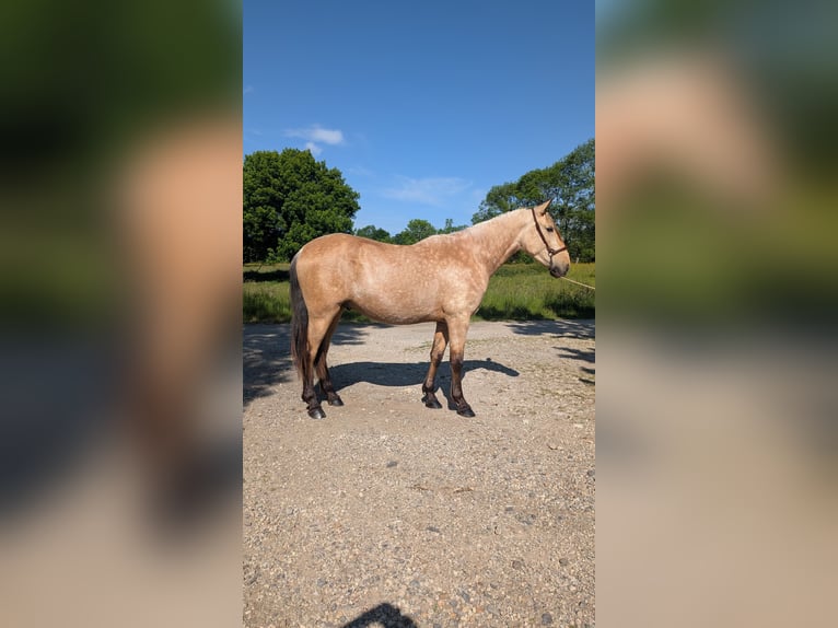 PRE Stallion 3 years 15,2 hh Dun in CAUMONT