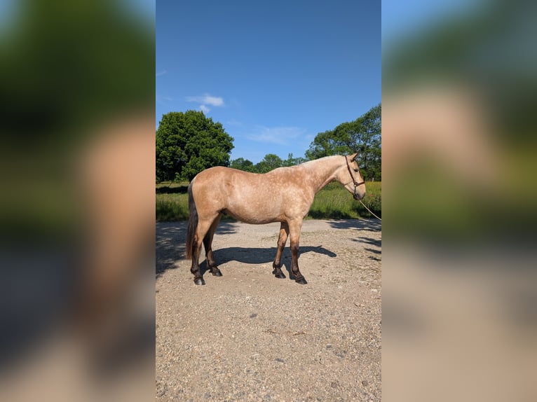 PRE Stallion 3 years 15,2 hh Dun in CAUMONT